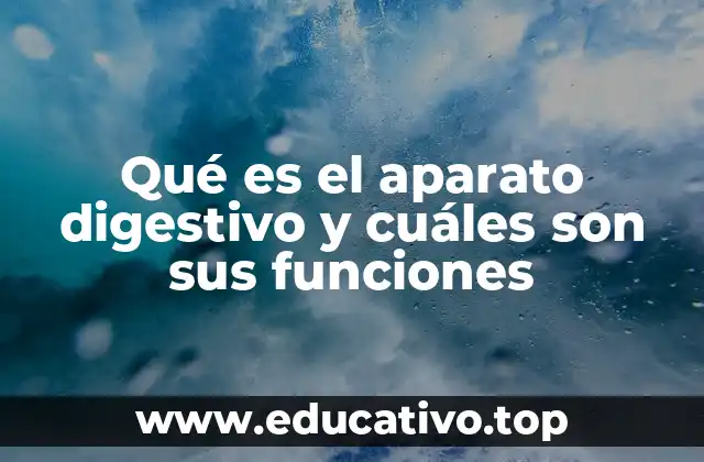 Qué es el aparato digestivo y cuáles son sus funciones