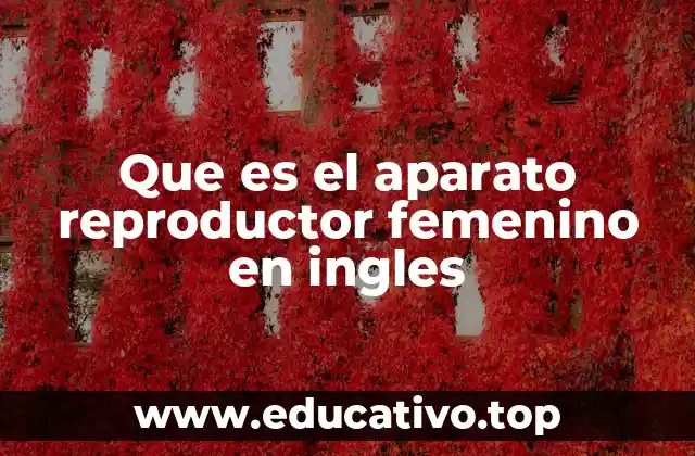 Que es el aparato reproductor femenino en ingles