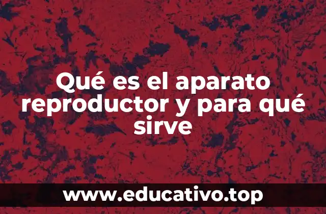 Qué es el aparato reproductor y para qué sirve
