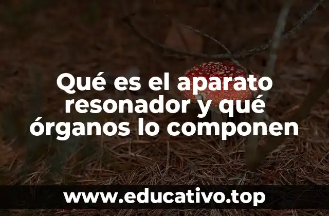 Qué es el aparato resonador y qué órganos lo componen