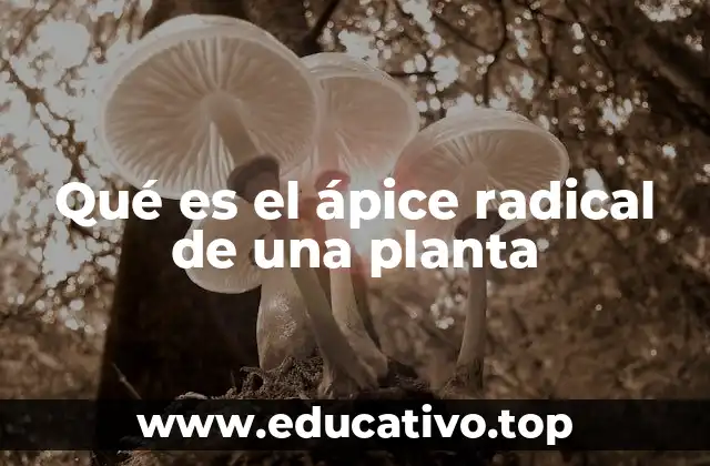 Qué es el ápice radical de una planta