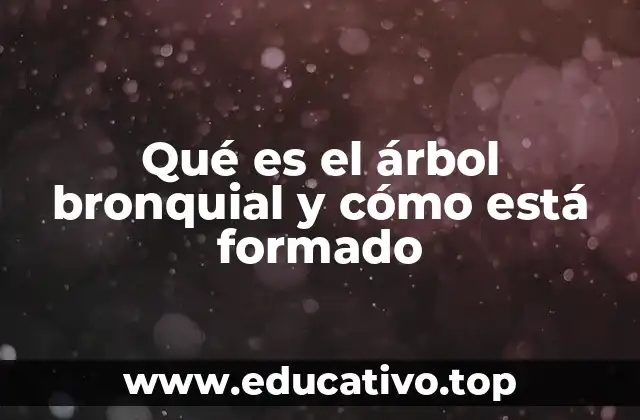 Qué es el árbol bronquial y cómo está formado