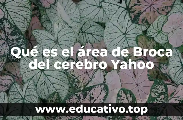 Qué es el área de Broca del cerebro Yahoo