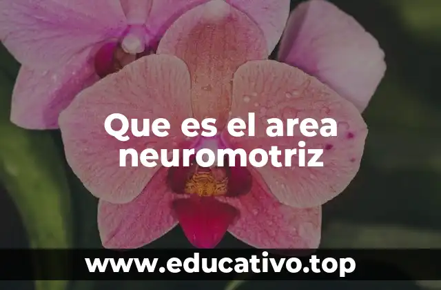 Que es el area neuromotriz