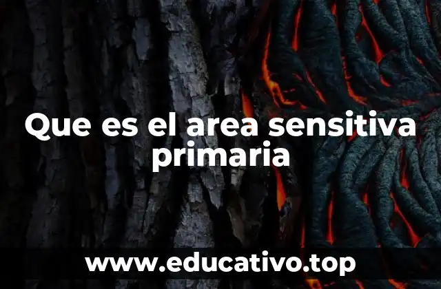 La función del área sensitiva primaria en la percepción sensorial