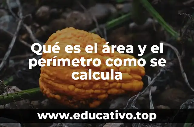Qué es el área y el perímetro como se calcula