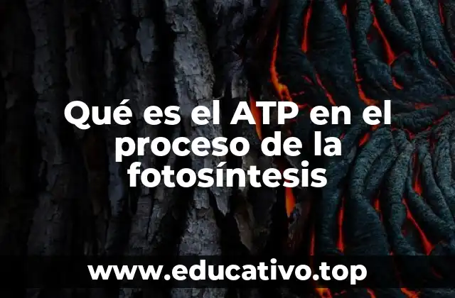 Qué es el ATP en el proceso de la fotosíntesis