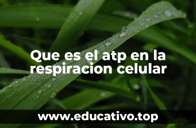 Que es el atp en la respiracion celular