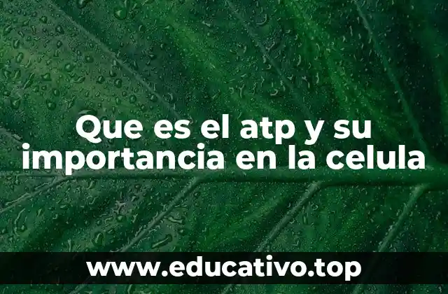 Que es el atp y su importancia en la celula