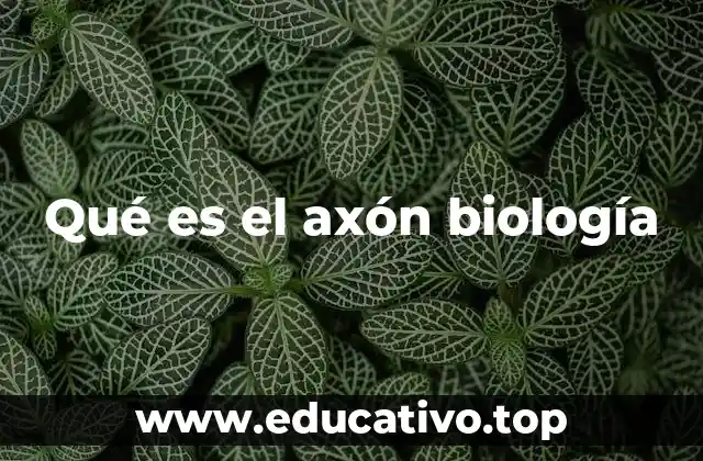 Qué es el axón biología