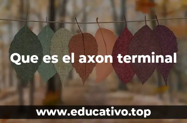 Que es el axon terminal