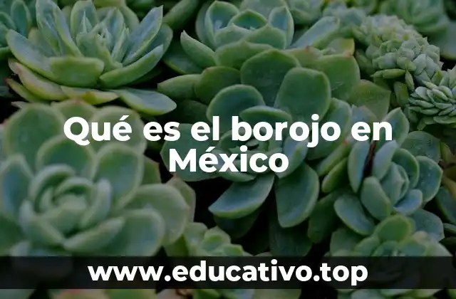 Qué es el borojo en México
