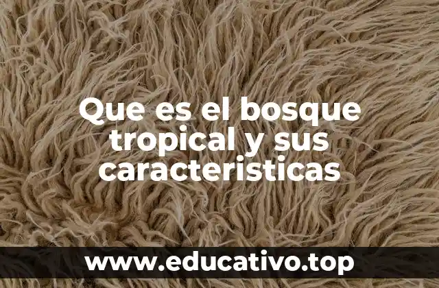 Que es el bosque tropical y sus caracteristicas