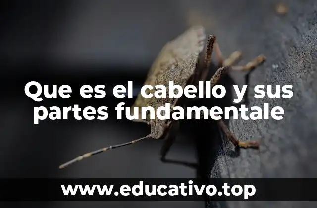 Que es el cabello y sus partes fundamentale