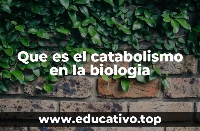 Que es el catabolismo en la biologia
