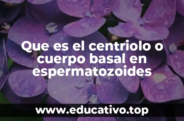 Que es el centriolo o cuerpo basal en espermatozoides