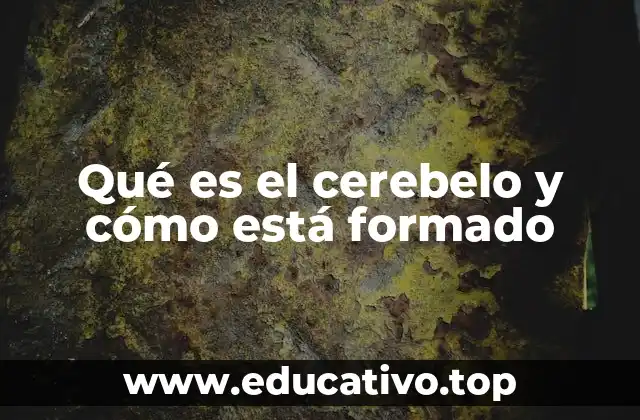 Qué es el cerebelo y cómo está formado