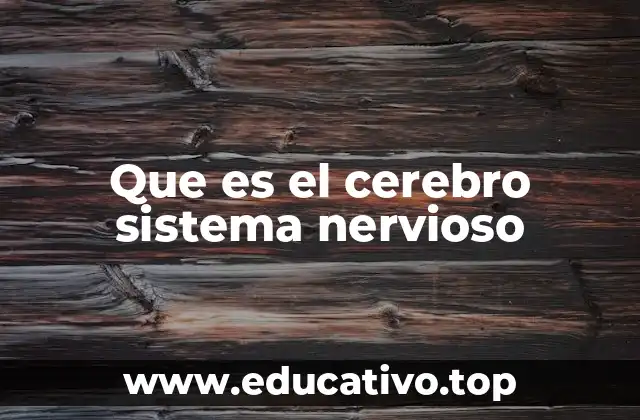 Que es el cerebro sistema nervioso