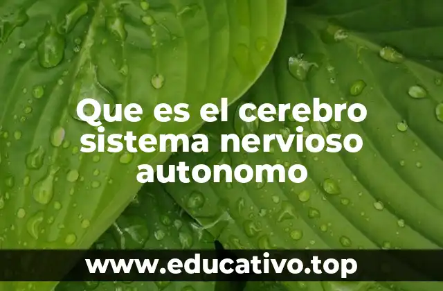 Que es el cerebro sistema nervioso autonomo
