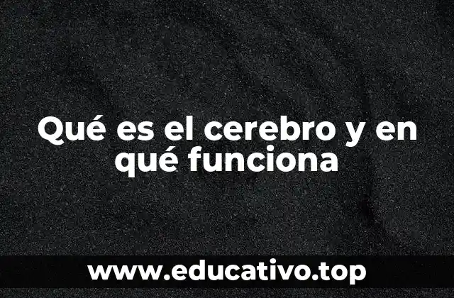 Qué es el cerebro y en qué funciona