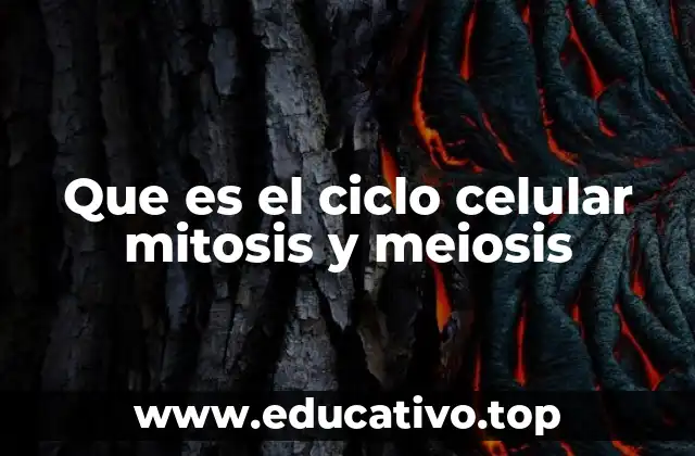 Que es el ciclo celular mitosis y meiosis