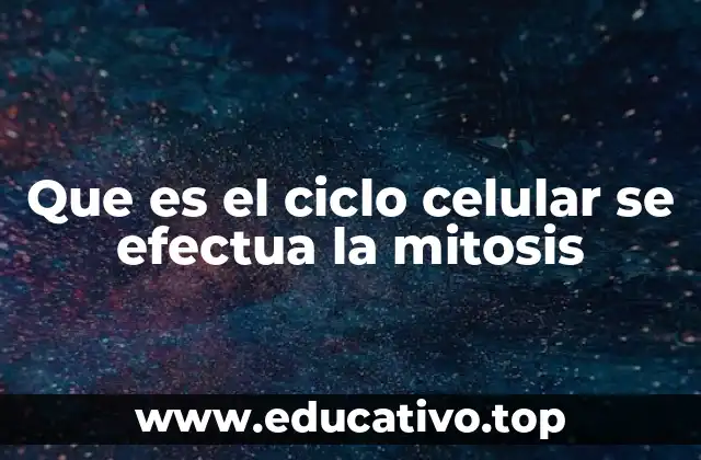 Que es el ciclo celular se efectua la mitosis