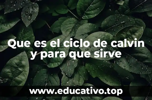 Que es el ciclo de calvin y para que sirve