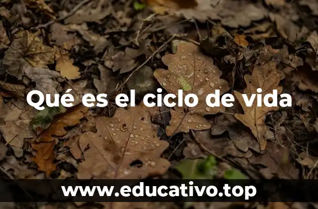 Qué es el ciclo de vida