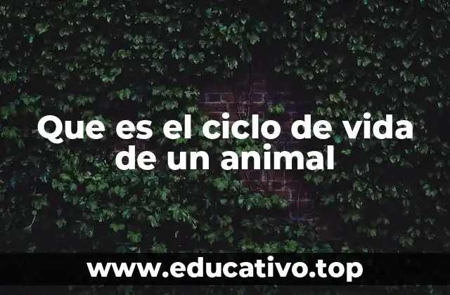 Que es el ciclo de vida de un animal