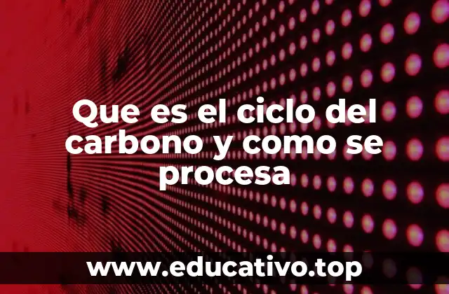 Que es el ciclo del carbono y como se procesa