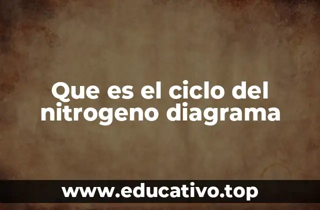 Que es el ciclo del nitrogeno diagrama
