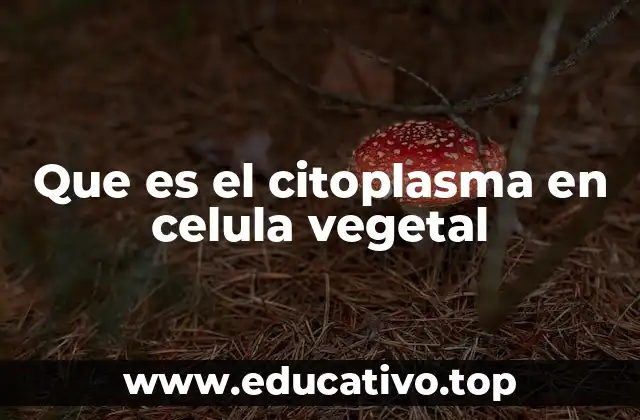 Que es el citoplasma en celula vegetal