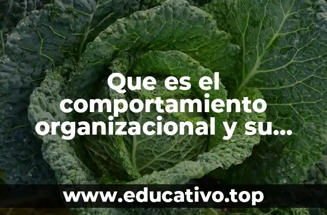 Que es el comportamiento organizacional y su importancia