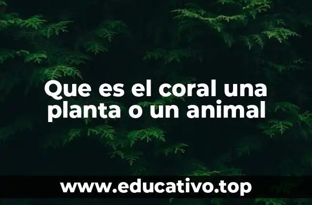 Que es el coral una planta o un animal