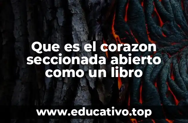 Que es el corazon seccionada abierto como un libro