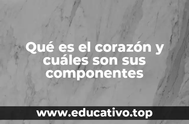 Qué es el corazón y cuáles son sus componentes