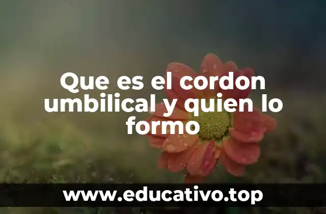 Que es el cordon umbilical y quien lo formo
