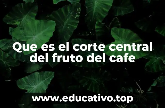Que es el corte central del fruto del cafe