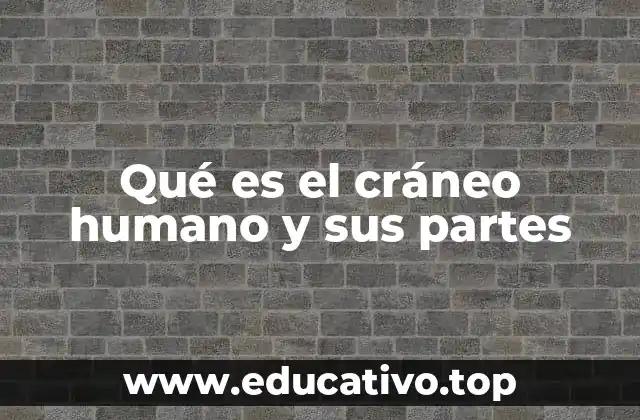 La anatomía del cráneo humano