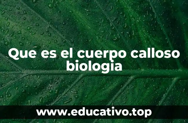Que es el cuerpo calloso biologia