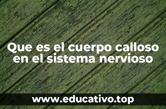 Que es el cuerpo calloso en el sistema nervioso