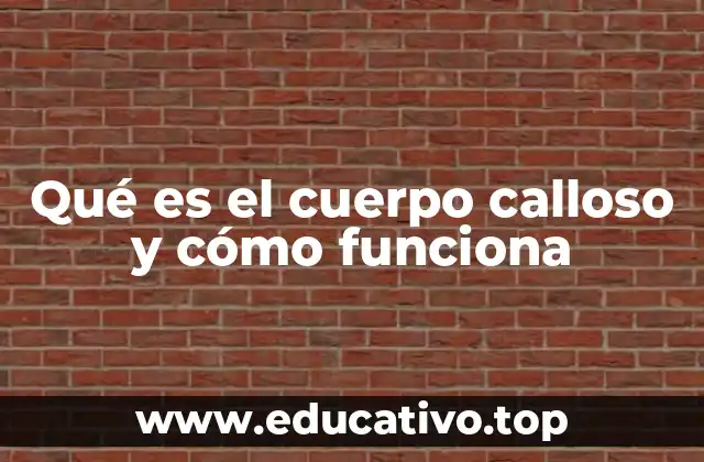 Qué es el cuerpo calloso y cómo funciona