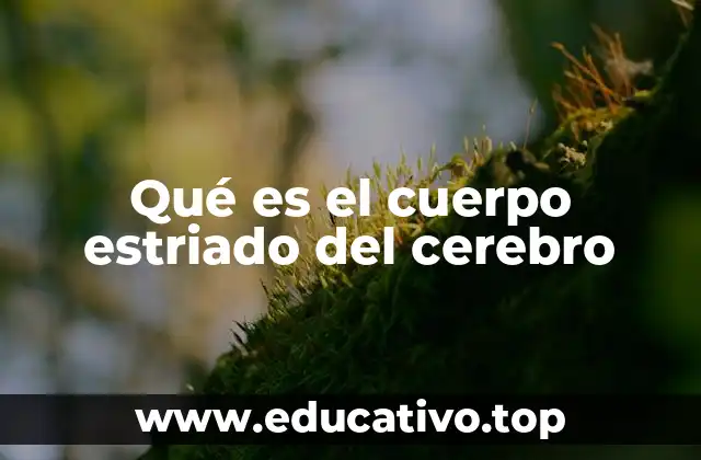 Qué es el cuerpo estriado del cerebro