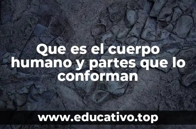 Que es el cuerpo humano y partes que lo conforman