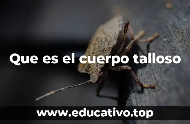 Que es el cuerpo talloso