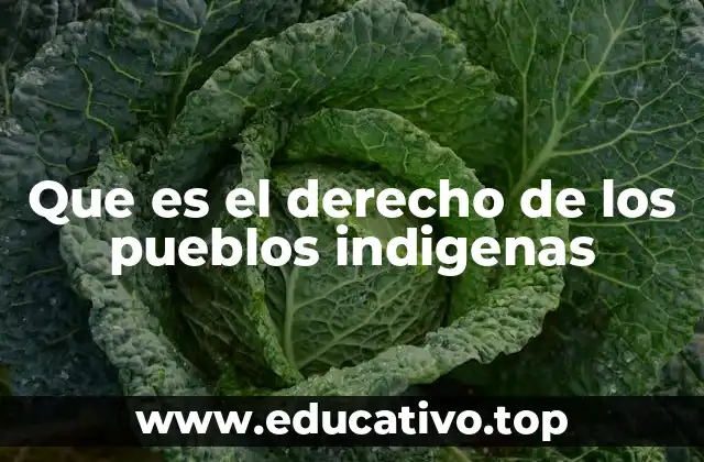 Que es el derecho de los pueblos indigenas
