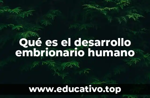 Qué es el desarrollo embrionario humano