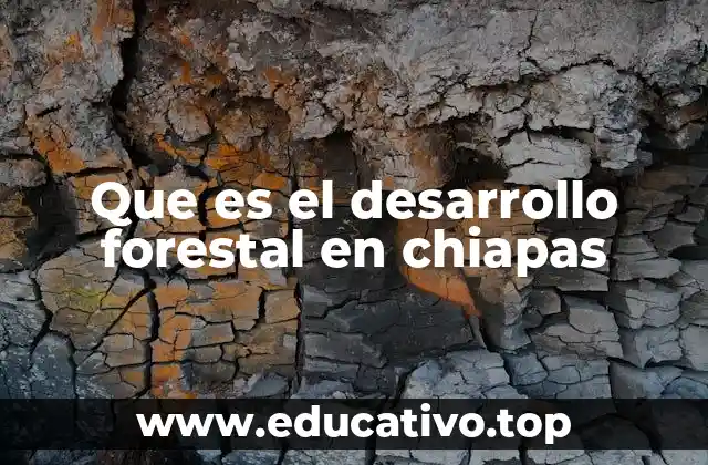 Que es el desarrollo forestal en chiapas