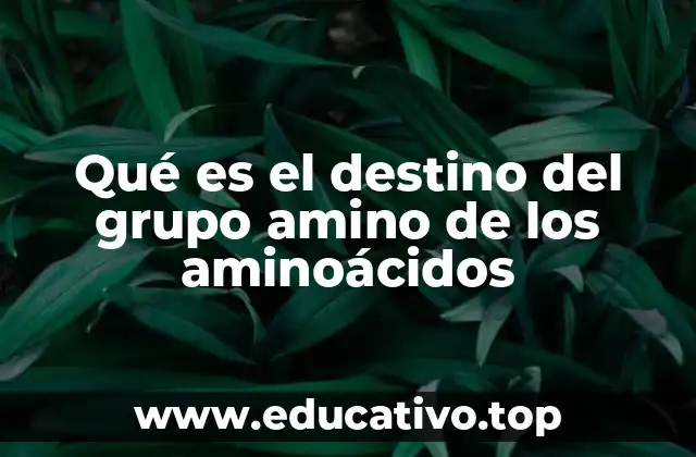 Qué es el destino del grupo amino de los aminoácidos