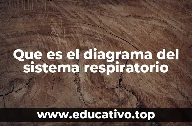 Que es el diagrama del sistema respiratorio
